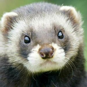 Meet your Posher, Deandra c.